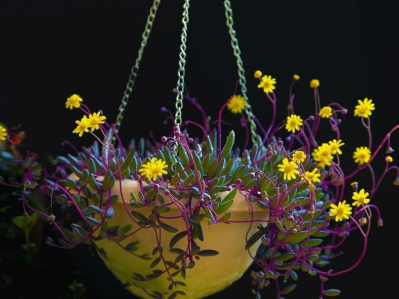 Cay canh may man, nhu treo bua chieu tai, goi loc trong nha-Hinh-18