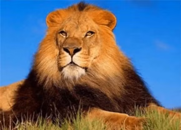 Tai sao ho va su tu khong an thit khi dot?-Hinh-3