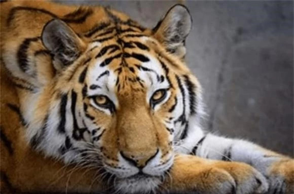 Tai sao ho va su tu khong an thit khi dot?-Hinh-4