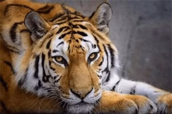 Tai sao ho va su tu khong an thit khi dot?-Hinh-4