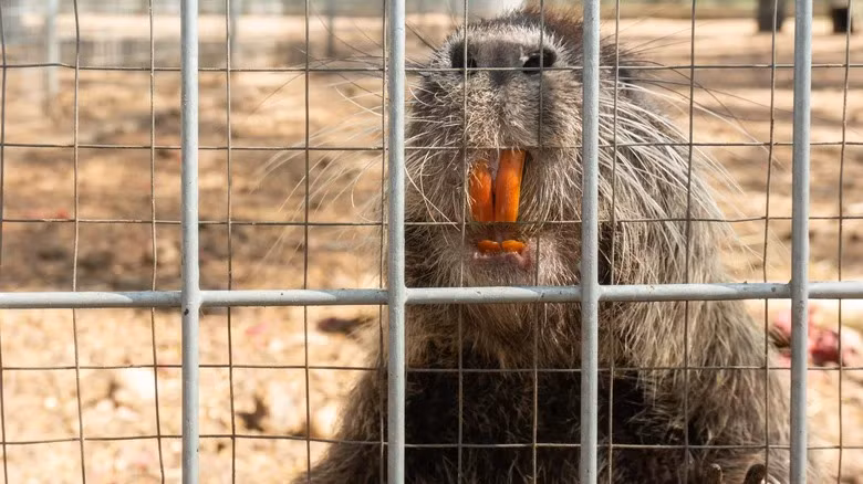 Vi sao My cho 76 con hai ly nhay du xuong Luu vuc Chamberlain?-Hinh-2