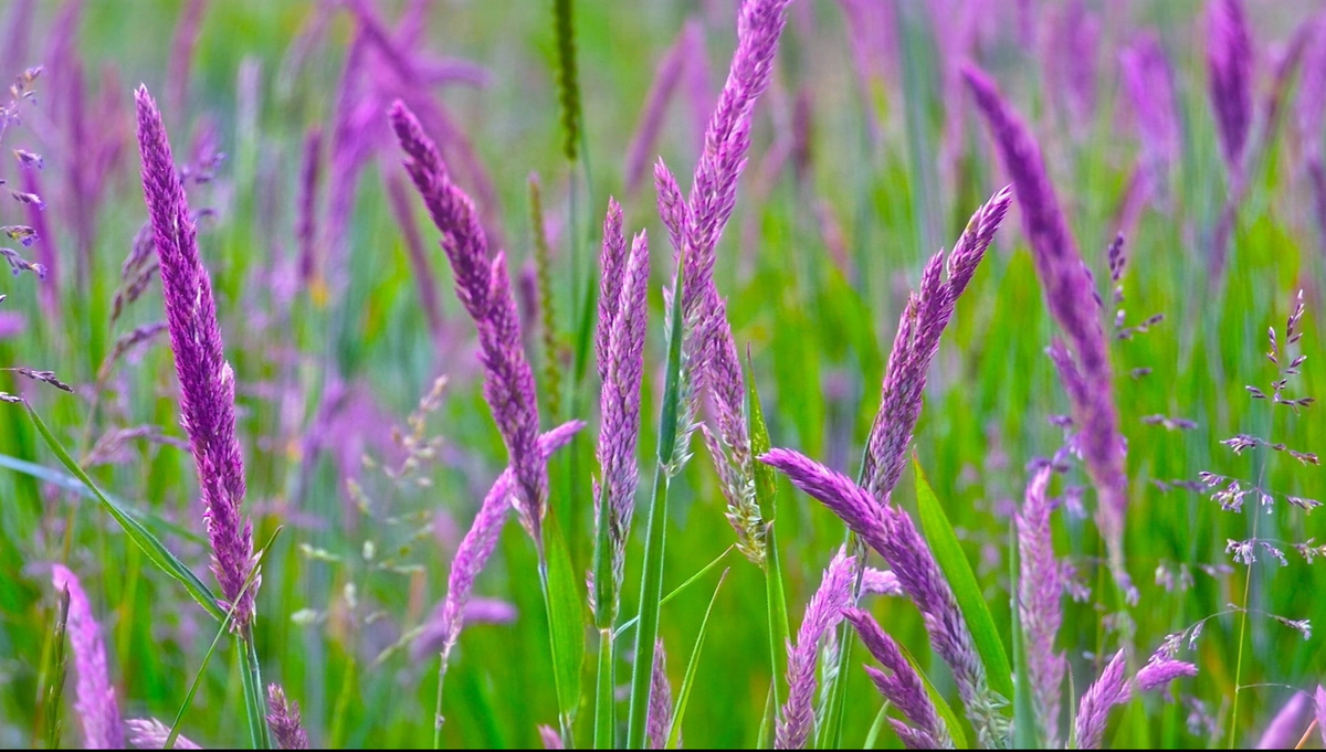 Năm 2024, ai sinh tháng Âm lịch này được Thần Tài phù hộ Nam 2024, ai sinh thang Am lich nay duoc Than Tai phu ho