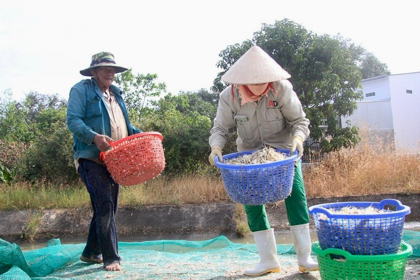 Kiệu sau khi rửa sẽ được đem đi phơi ráo nước. Công đoạn này yêu cầu người nông dân phải tỉ mỉ, lựa chọn từng củ kiệu, cắt tỉa nhẹ nhàng để không bị hỏng hoặc dập nát.