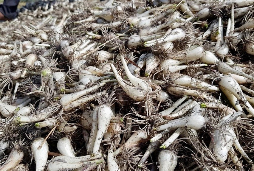 Củ kiệu là món ăn không thể thiếu cho mâm cơm ngày Tết thêm đậm đà và hấp dẫn. Toàn tỉnh Khánh Hòa hiện có khoảng 100 ha trồng kiệu Tết, trong đó huyện Cam Lâm và TP Cam Ranh chiếm 90 ha.