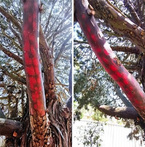 5. Những đốm màu kỳ lạ ẩn chứa sau lớp vỏ cây.