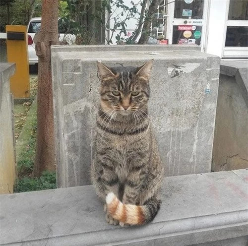 6. Chú mèo này có phần đuôi khác lạ.