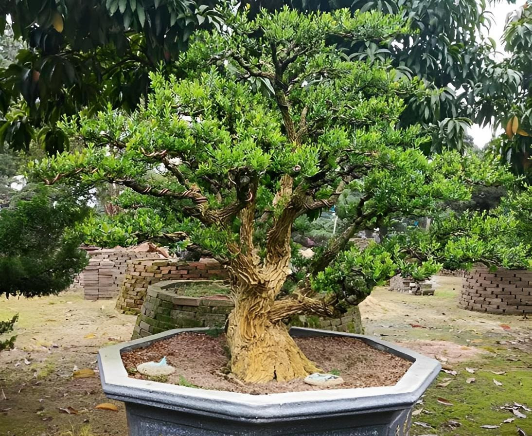 Ngoài ra, cây cảnh này còn được cho là mang lại sự giàu có và thịnh vượng cho gia đình. Đặc tính phát triển chậm của nó được hiểu là biểu tượng của sự ổn định và trường tồn nên nó được sử dụng rộng rãi trong bố cục phong thủy, đặc biệt là trong các cơ sở thương mại và sân trong của những ngôi nhà giàu có.