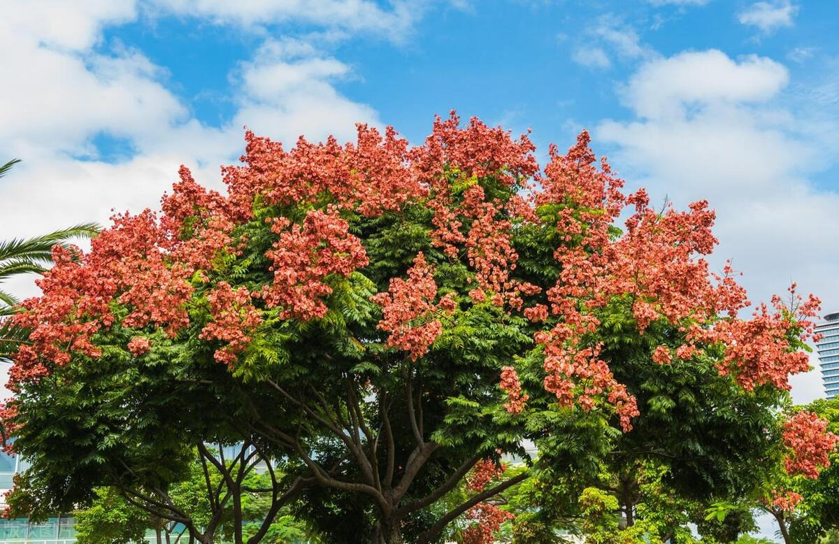  Với sắc màu rực rỡ và sự biến đổi sinh động, loài cây này tượng trưng cho một cuộc sống huy hoàng. Trong phong thủy, như tên gọi "mưa vàng", nó tượng trưng cho sự giàu có và thịnh vượng.