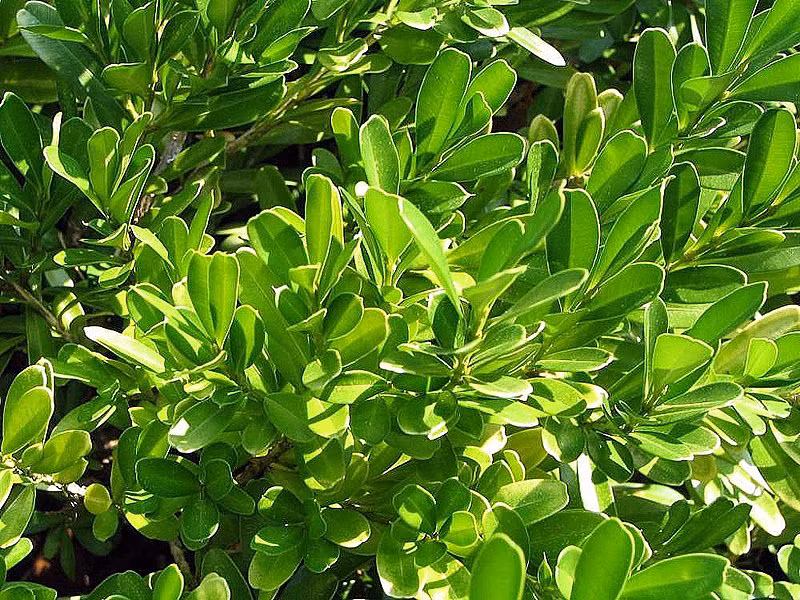  Nhờ tính thanh lọc các khí độc, trong phong thủy, hoàng dương có thể hấp thụ năng lượng tiêu cực và bảo vệ ngôi nhà khỏi những linh hồn ma quỷ. Nó được coi là một lá bùa hộ mệnh mạnh mẽ mang lại hòa bình và may mắn cho gia chủ.