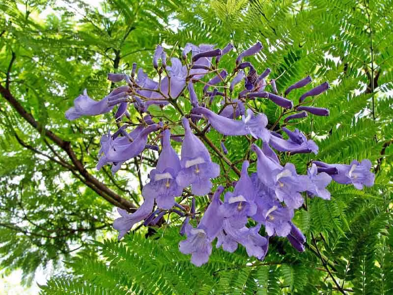  Mỗi bông hoa phượng tím nhỏ nhắn và xinh đẹp, cánh hoa mềm mại và quyến rũ, hoa có hình dạng độc đáo giống như cả chùm chuông gió nhỏ treo trên cành cây, reo vui trong gió.