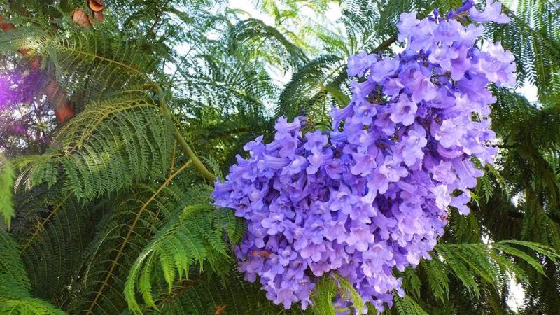  Đây là loại khí tốt lành, mang lại bình an và may mắn, là điềm báo may mắn sắp đến, có thể giúp đời bạn thuận buồm xuôi gió. Do đó, người xưa khuyên nên trồng phượng tím trong nhà. (Thông tin mang tính tham khảo, chiêm nghiệm).