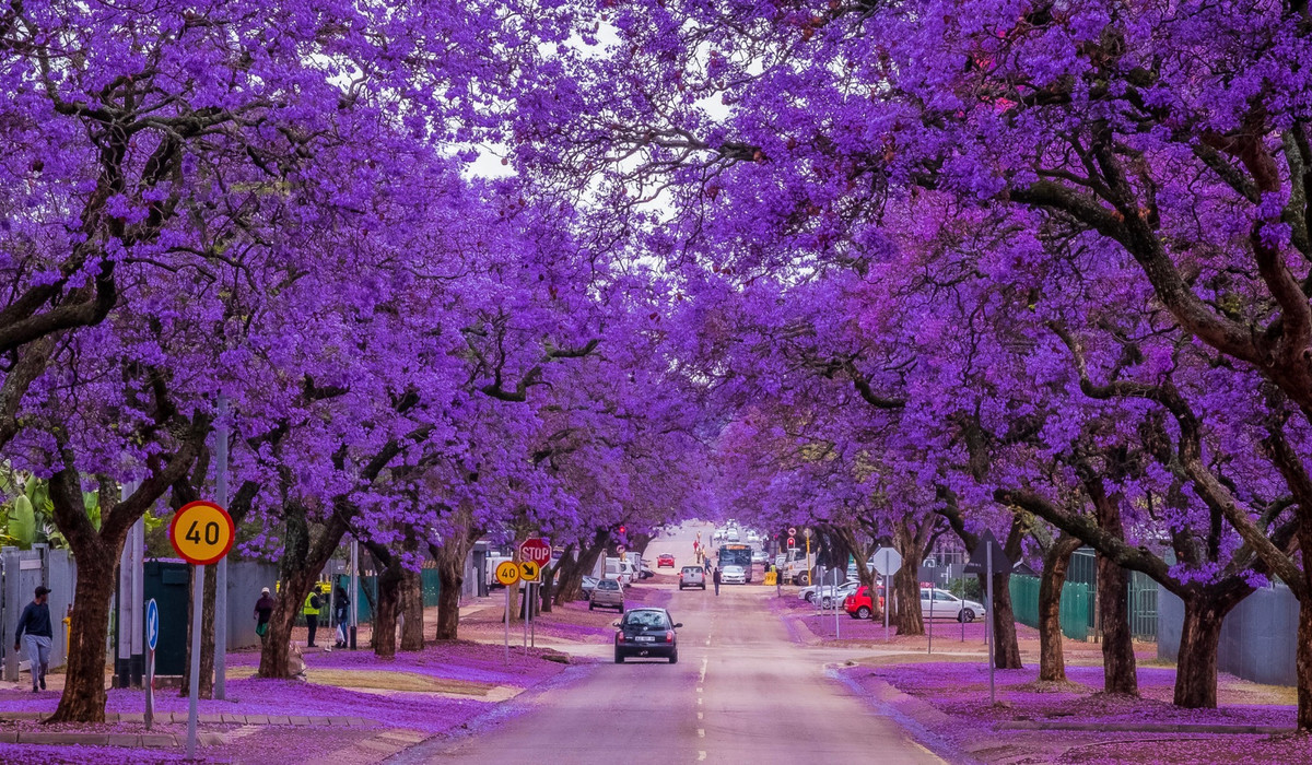 Những bông hoa màu xanh tím và dáng cây cao lớn mang lại cho nó một hình ảnh thanh lịch, tượng trưng cho tinh thần phấn đấu không ngừng. Cành và lá tươi tốt của nó tượng trưng cho vẻ đẹp của tình yêu và gia đình, đồng thời mang ý nghĩa biểu tượng của tình yêu. 