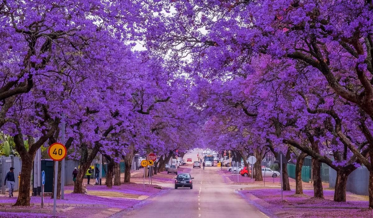 Những bông hoa màu xanh tím và dáng cây cao lớn mang lại cho nó một hình ảnh thanh lịch, tượng trưng cho tinh thần phấn đấu không ngừng. Cành và lá tươi tốt của nó tượng trưng cho vẻ đẹp của tình yêu và gia đình, đồng thời mang ý nghĩa biểu tượng của tình yêu. 