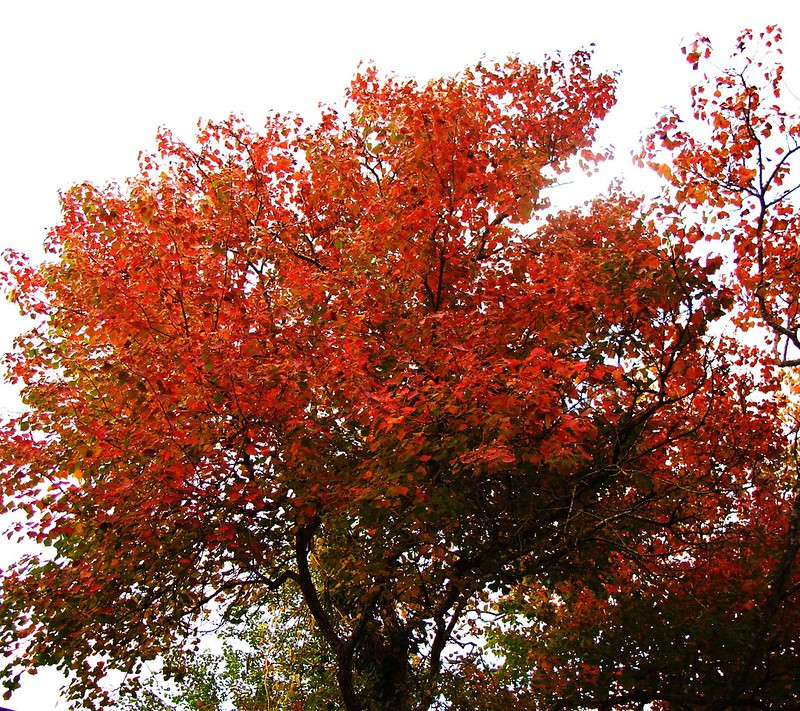 Ý nghĩa và biểu tượng của cây ô du là sự ăn mừng, chia tay, sức sống và niềm khao khát. Người xưa thường trồng cây ô du rước nhà hoặc trong sân để tượng trưng cho sự thịnh vượng, hòa thuận trong gia đình.