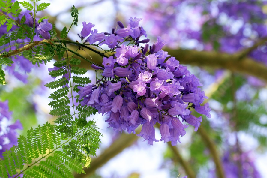  4. Cây phượng tím: Phượng tím (Jacaranda) có nghĩa là vẻ đẹp và sự thanh lịch, tượng trưng cho hy vọng và ước mơ, tượng trưng cho tình cảm và tình yêu, đồng thời cũng có thể mang lại hạnh phúc và niềm vui.
