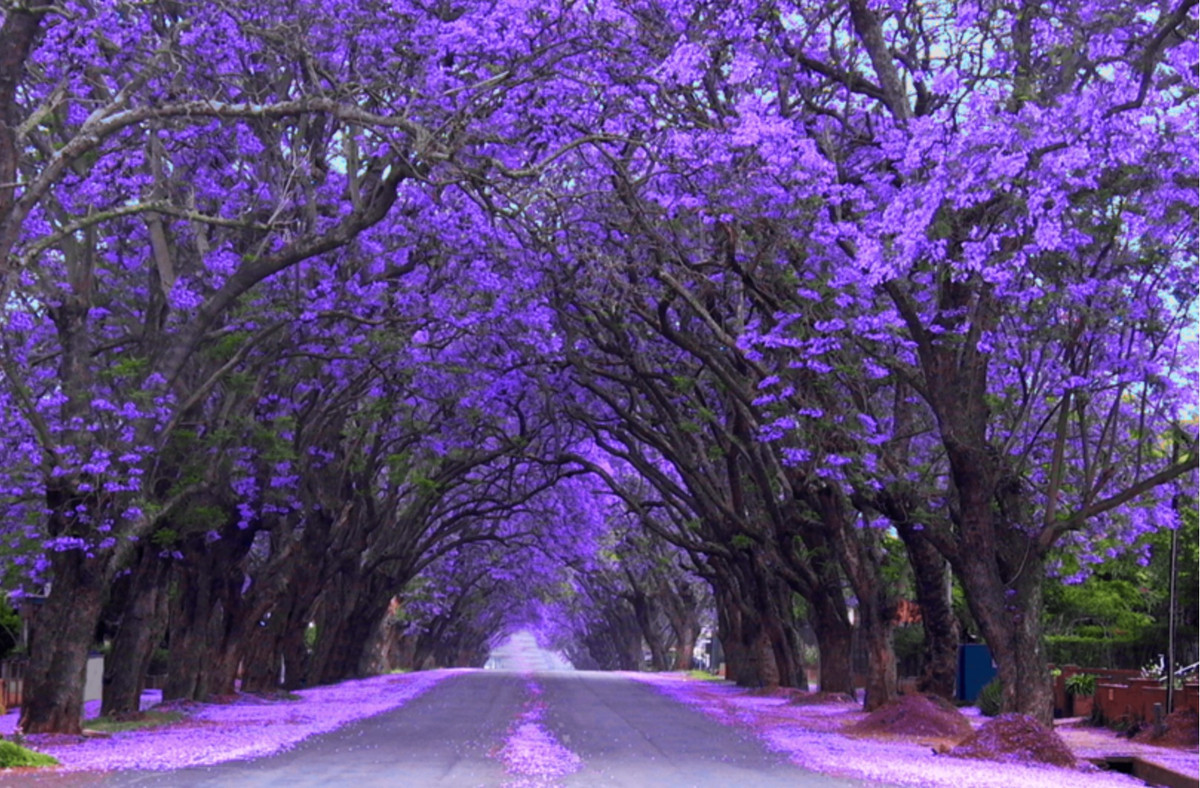  Phượng tím còn được coi là cây may mắn và được cho là mang lại may mắn và giàu có. Đó là vì màu hoa phượng tím xứng với câu mà người xưa vẫn nói: "Tử khí Đông lai", nghĩa là "sắc tím từ phương Đông đến". 