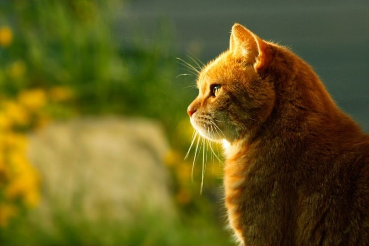  Những người bạn sinh năm Mão có thể gặp may mắn về tài lộc bất ngờ trong tương lai gần. Điều này có thể là do họ thể hiện tốt trong công việc, được đồng nghiệp và lãnh đạo công nhận và nhận được một số phần thưởng bổ sung.