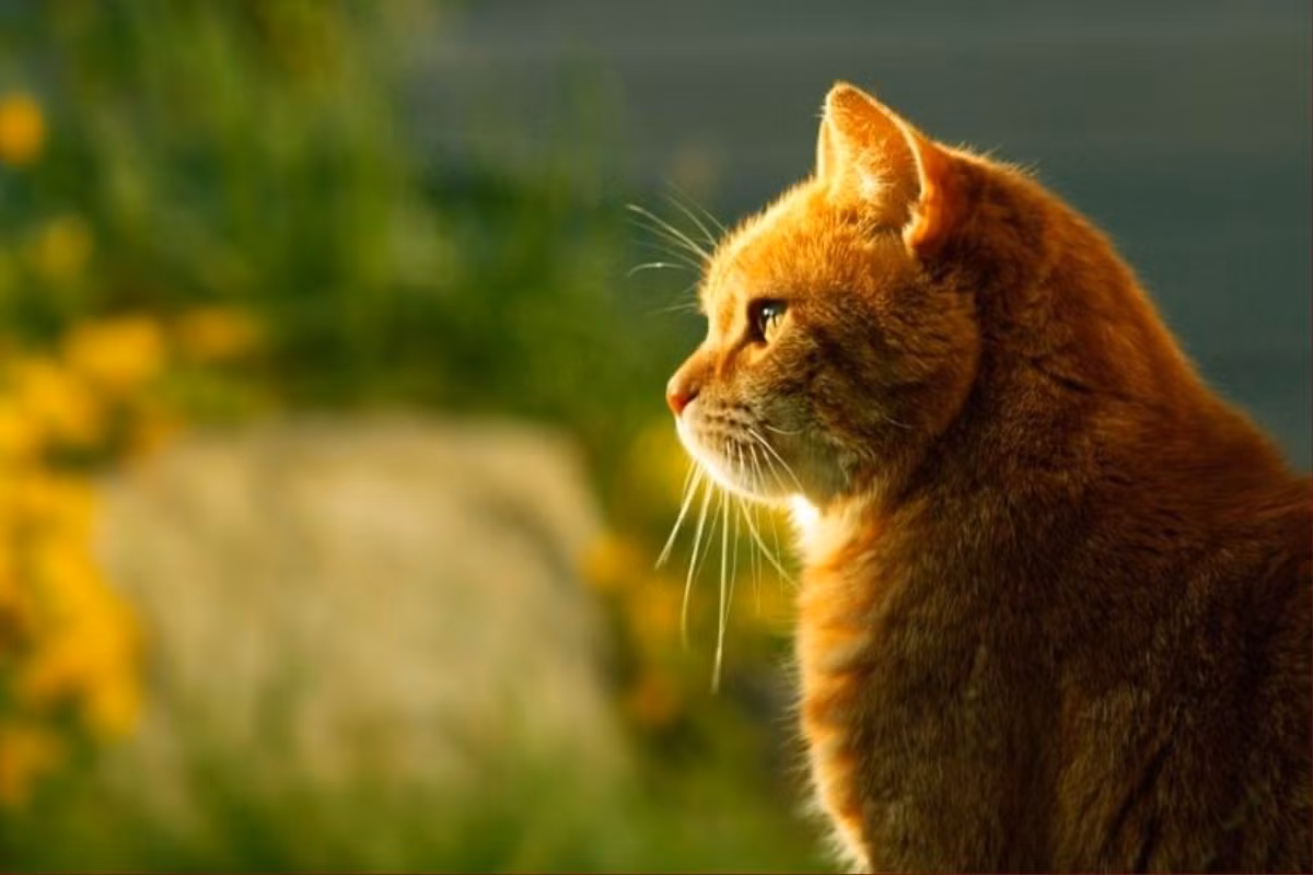  Những người bạn sinh năm Mão có thể gặp may mắn về tài lộc bất ngờ trong tương lai gần. Điều này có thể là do họ thể hiện tốt trong công việc, được đồng nghiệp và lãnh đạo công nhận và nhận được một số phần thưởng bổ sung.