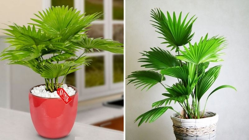  Trồng cây cọ trong nhà có thể mang lại sự giàu có và ổn định cho ngôi nhà của bạn. Ngoài ra còn có thể dùng làm thuốc. 