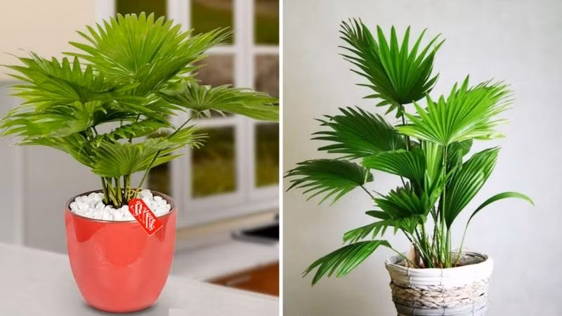  Trồng cây cọ trong nhà có thể mang lại sự giàu có và ổn định cho ngôi nhà của bạn. Ngoài ra còn có thể dùng làm thuốc. 