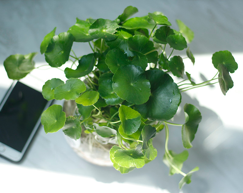 br/> Cỏ đồng tiền thu hút tài lộc: Cỏ đồng tiền (tiền đồng) là một loại cây cảnh xanh được nhiều người ưa thích. Cỏ đồng tiền còn có tác dụng thu hút tài lộc về mặt phong thủy. 