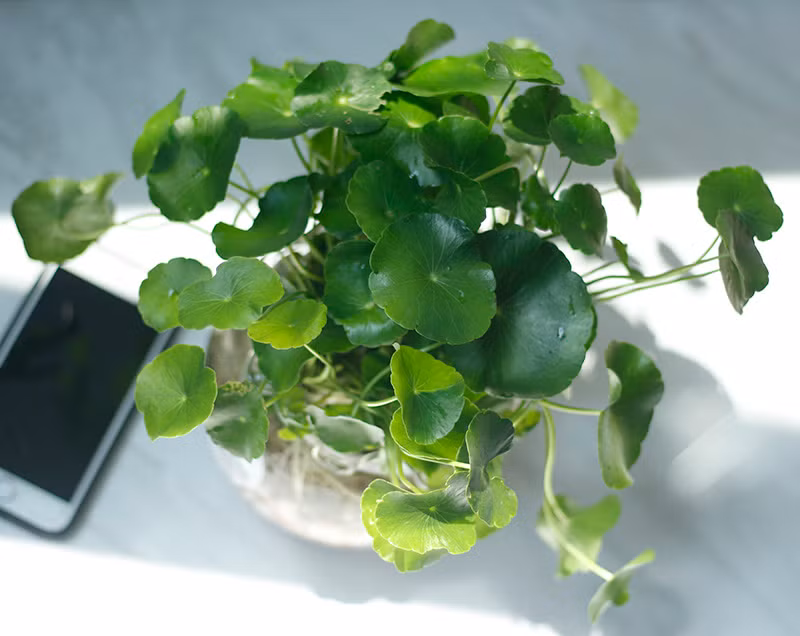 br/> Cỏ đồng tiền thu hút tài lộc: Cỏ đồng tiền (tiền đồng) là một loại cây cảnh xanh được nhiều người ưa thích. Cỏ đồng tiền còn có tác dụng thu hút tài lộc về mặt phong thủy. 