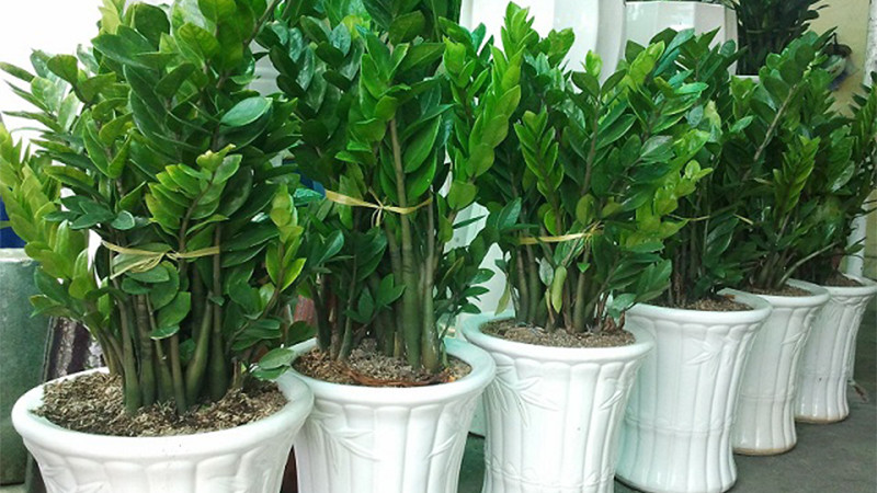  Cây kim tiền có sức sống rất mãnh liệt, lá thường xanh sẽ mang lại sự sống cho gia đình và còn có thể hấp thụ một phần nào đó. 