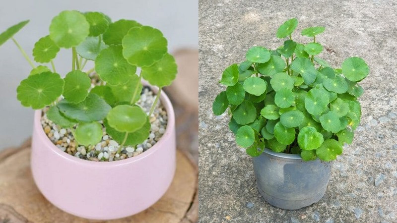  Hãy rèn luyện kỹ năng phân tích cá nhân của bạn mạnh mẽ hơn, hành động quyết đoán và mang lại cho bạn sự giàu có.