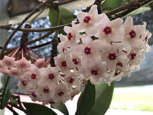  Cây cảnh cẩm cù lá tròn "Klink 8" thích thích môi trường phát triển nửa râm mát, ánh sáng rải rác và sợ ánh sáng mạnh. Tốt nhất nên đặt cây cảnh ở nơi có ánh nắng vừa phải hoặc ít nắng như ban công hoặc dưới mái hiên. Chỉ cần nơi có ánh nắng hơn 2 giờ mỗi ngày là đủ.