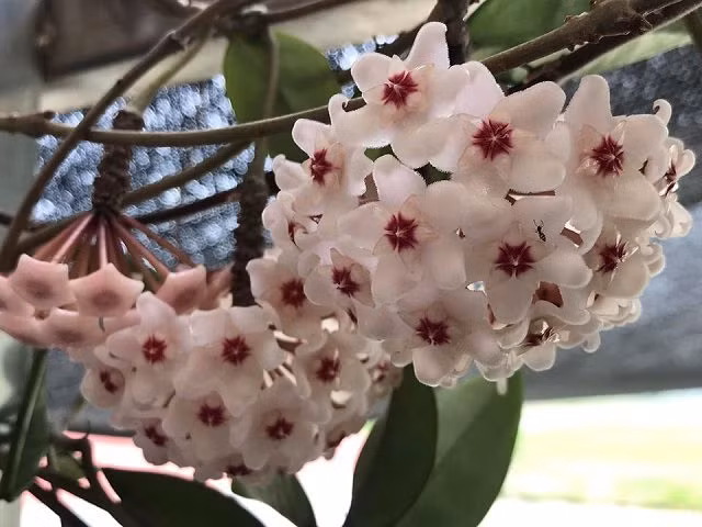  Cây cảnh cẩm cù lá tròn "Klink 8" thích thích môi trường phát triển nửa râm mát, ánh sáng rải rác và sợ ánh sáng mạnh. Tốt nhất nên đặt cây cảnh ở nơi có ánh nắng vừa phải hoặc ít nắng như ban công hoặc dưới mái hiên. Chỉ cần nơi có ánh nắng hơn 2 giờ mỗi ngày là đủ.