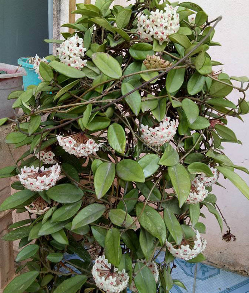 Ngoài ra, trong Đông y, cẩm cù còn được sử dụng để chữa các loại bệnh như viêm phổi nhẹ, viêm phế quản, viêm kết mạc... Đây là cây cảnh khỏe nhất trong các loài cẩm cù. Những người mới tập tọe trồng cây cảnh có thể bắt đầu với loài hoa này. 