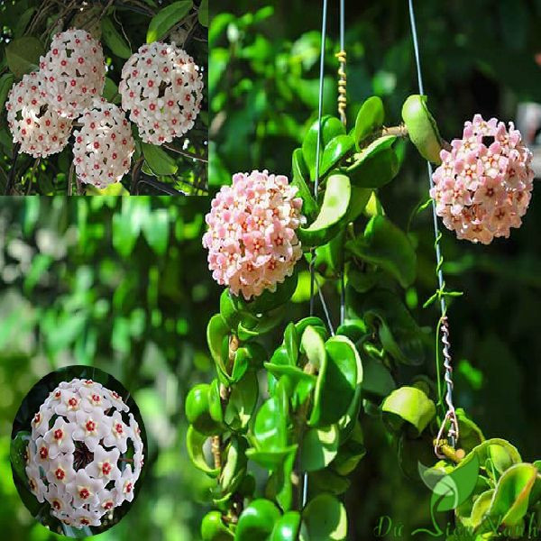 Cây cảnh này với mùi thơm ngọt ngào, lá dày, có tác dụng lớn trong thanh lọc không khí và cải thiện phong thủy cho gia đình, giúp thu hút tài lộc và đem lại may mắn trong cuộc sống cho gia chủ, nên rất thích hợp để trang trí trong nhà.