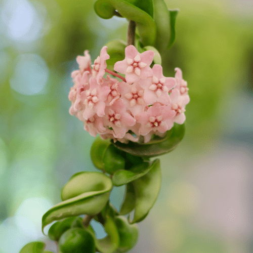  Đất tốt nhất để trồng cây cảnh cẩm cù lá tròn "Klink 8" là đất vườn tơi xốp, thoáng khí và màu mỡ, bất kỳ loại đất dinh dưỡng thông thường nào trên thị trường đều phù hợp.