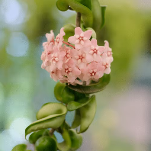  Đất tốt nhất để trồng cây cảnh cẩm cù lá tròn "Klink 8" là đất vườn tơi xốp, thoáng khí và màu mỡ, bất kỳ loại đất dinh dưỡng thông thường nào trên thị trường đều phù hợp.