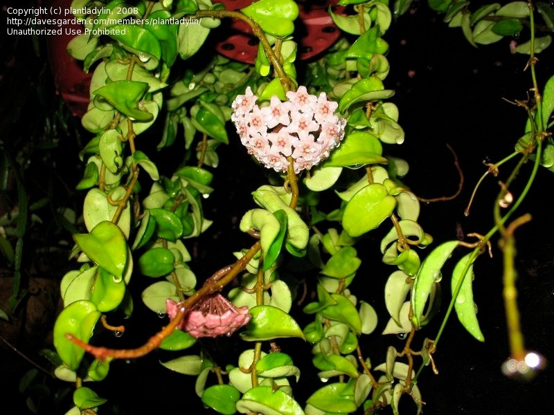 Để trồng cây cảnh này, bạn nên chọn chậu hoa nhỏ có đường kính khoảng 15 cm. Ưu điểm của chậu nhỏ là bộ rễ phát triển nhanh, nở hoa chăm chỉ hơn. Nếu chậu quá lớn sẽ ảnh hưởng đến sự ra hoa của cây cảnh. 