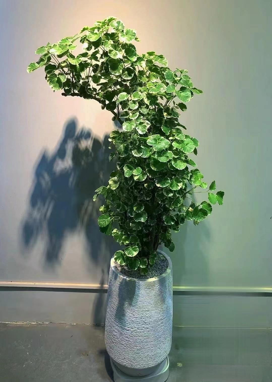  2. Cây Đinh lăng lá đĩa: Đinh lăng lá đĩa (tên khoa học là Polyscias Scutellaria). Lá có hình tròn, mỏng và không đều, phần chính của lá có màu xanh lục với các đóm lá màu trắng kem ở mép.