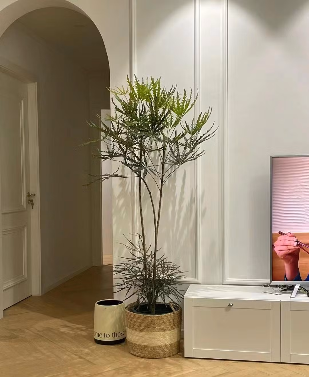 Cây cảnh này mát mẻ tạo thêm điểm nhấn ở bất cứ nơi nào nó được đặt. Nhìn chúng thật tao nhã và kiêu hãnh giống như những chú khổng tước xinh đẹp vậy.