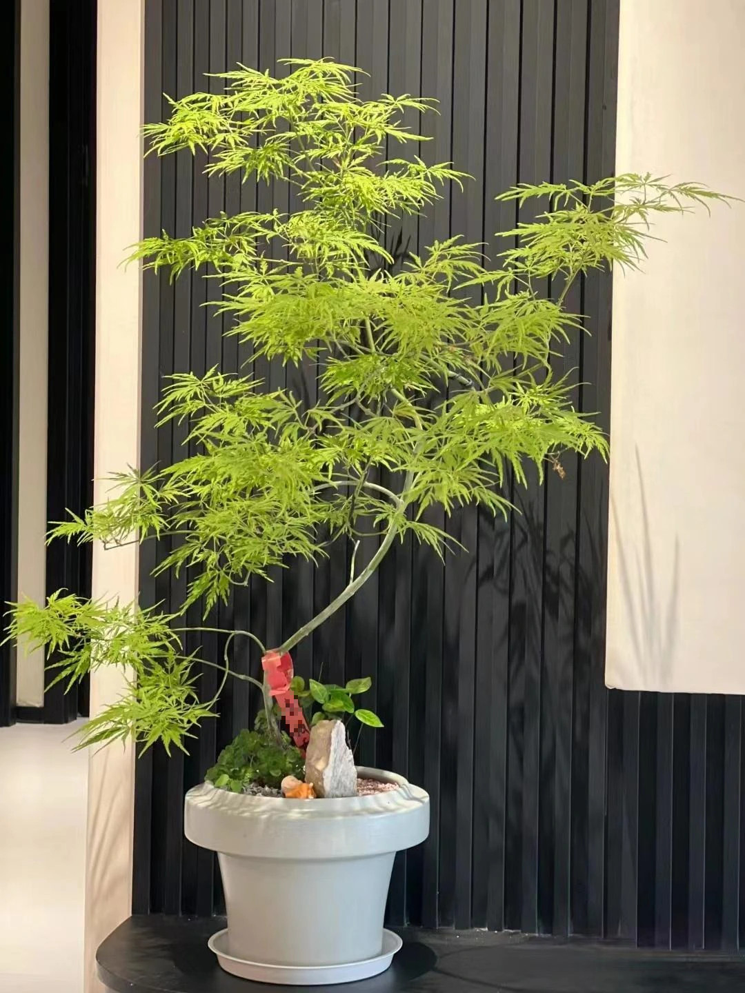  4. Cây phong lông vũ: Phong lông vũ có tên khoa học là Acer palmatum ' Dissectum ' với những chiếc lá như lông vũ mềm mại và thanh thoát. Cây phong lông vũ có nguồn gốc từ Nhật Bản và được ưa chuộng nhờ hình dạng và màu sắc độc đáo của lá. 