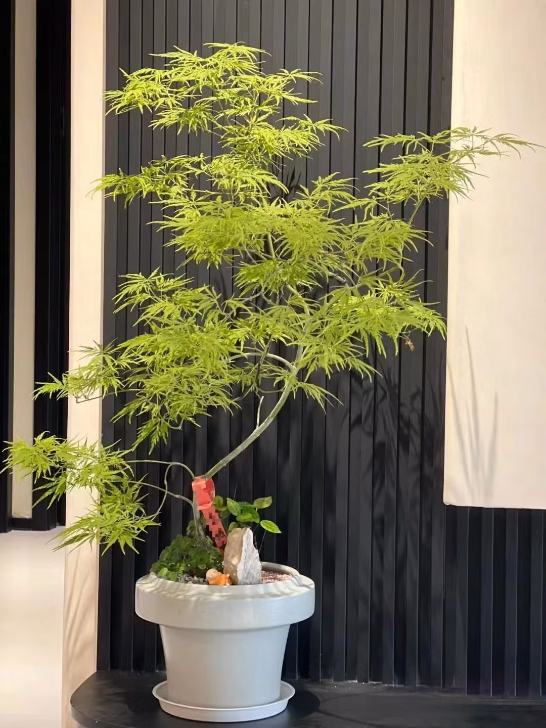  4. Cây phong lông vũ: Phong lông vũ có tên khoa học là Acer palmatum ' Dissectum ' với những chiếc lá như lông vũ mềm mại và thanh thoát. Cây phong lông vũ có nguồn gốc từ Nhật Bản và được ưa chuộng nhờ hình dạng và màu sắc độc đáo của lá. 