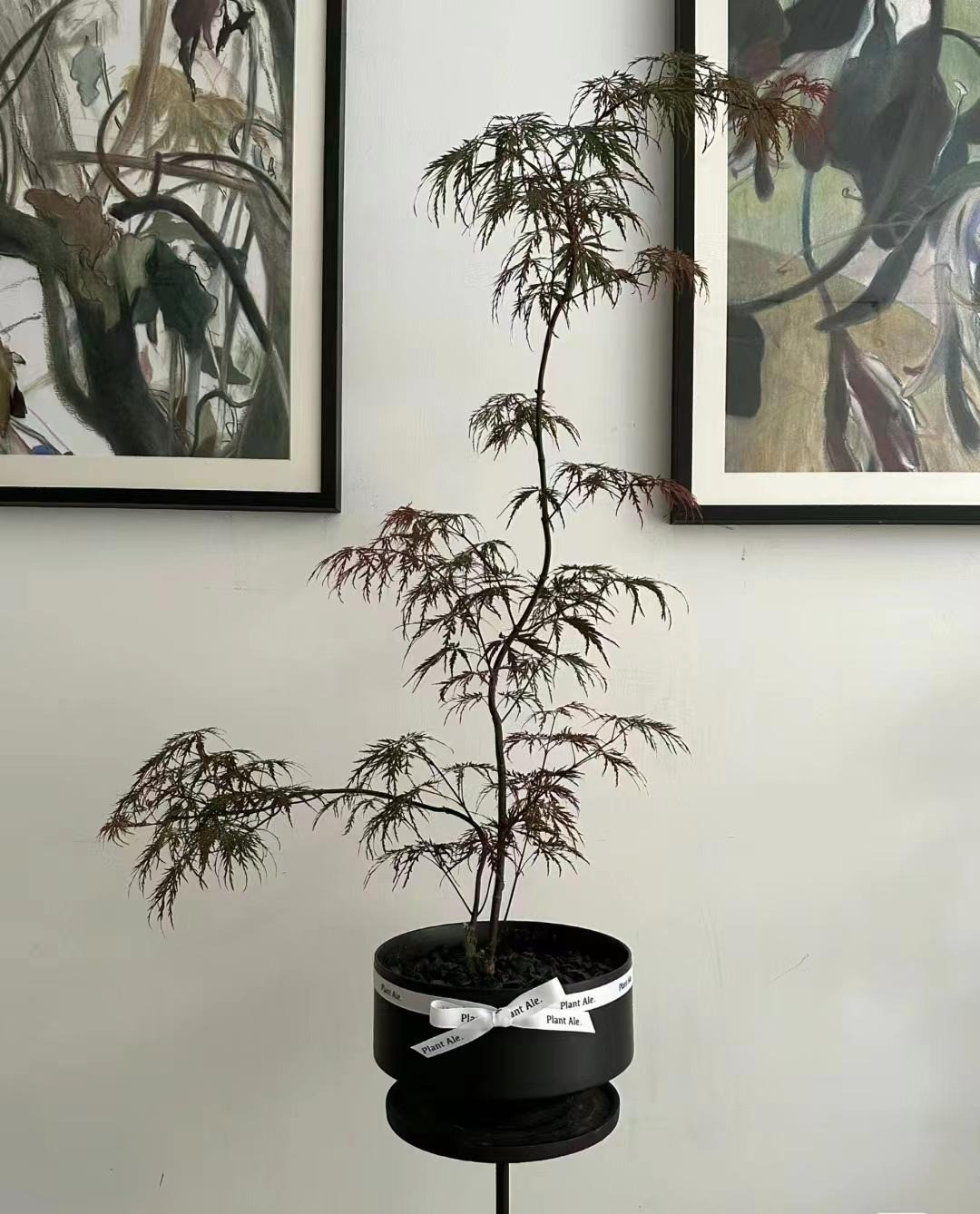  Ngoài ra, cây cảnh này còn có khả năng chống ô nhiễm không khí và sâu bệnh rất tốt, khiến nó trở thành một loại cây rất khỏe mạnh. Vào mùa xuân và mùa hè, điều chỉnh tưới nước theo điều kiện môi trường và độ ẩm của đất, giữ cho đất hơi ẩm trong khoảng 5 ngày. 