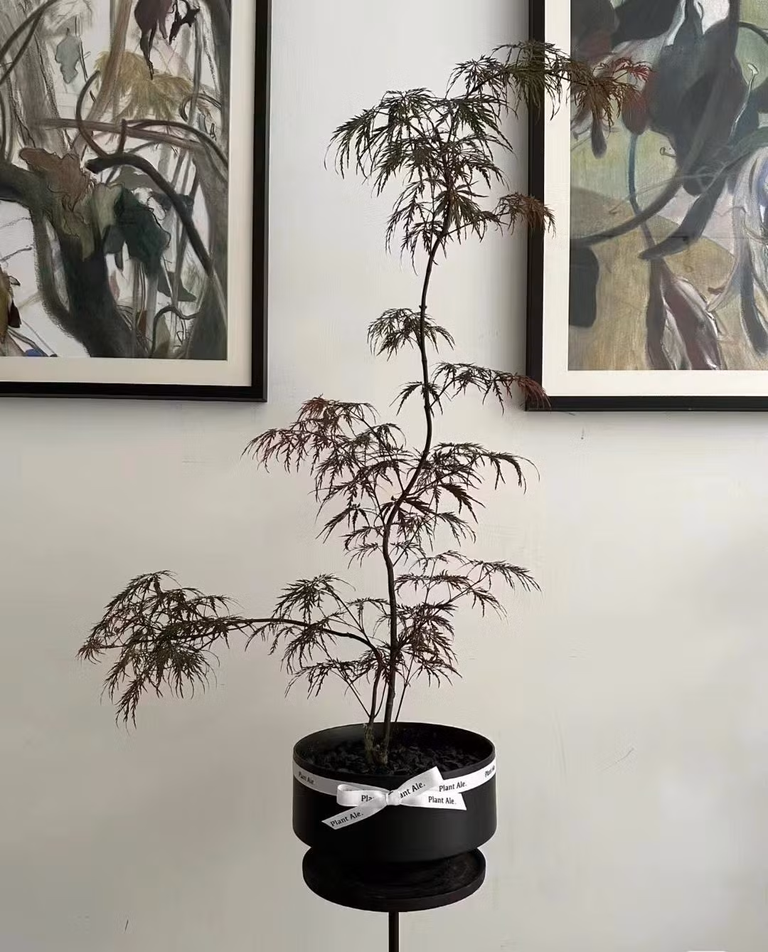  Ngoài ra, cây cảnh này còn có khả năng chống ô nhiễm không khí và sâu bệnh rất tốt, khiến nó trở thành một loại cây rất khỏe mạnh. Vào mùa xuân và mùa hè, điều chỉnh tưới nước theo điều kiện môi trường và độ ẩm của đất, giữ cho đất hơi ẩm trong khoảng 5 ngày. 