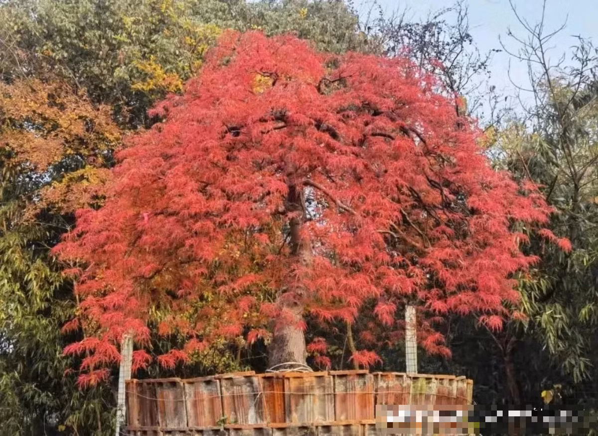  Cây cảnh này được nhiều người ưa chuộng vì hình dạng lá độc đáo và hình dạng cây thanh lịch và linh hoạt. Cây phong lông có vẻ đẹp như tranh vẽ. Nó là một tác phẩm nghệ thuật trong ngôi nhà của bạn, tạo thêm nét quyến rũ độc đáo cho không gian của bạn. Thích hợp đặt trong phòng khách, phòng học,… mang lại sức sống và chất thơ cho mọi ngóc ngách.