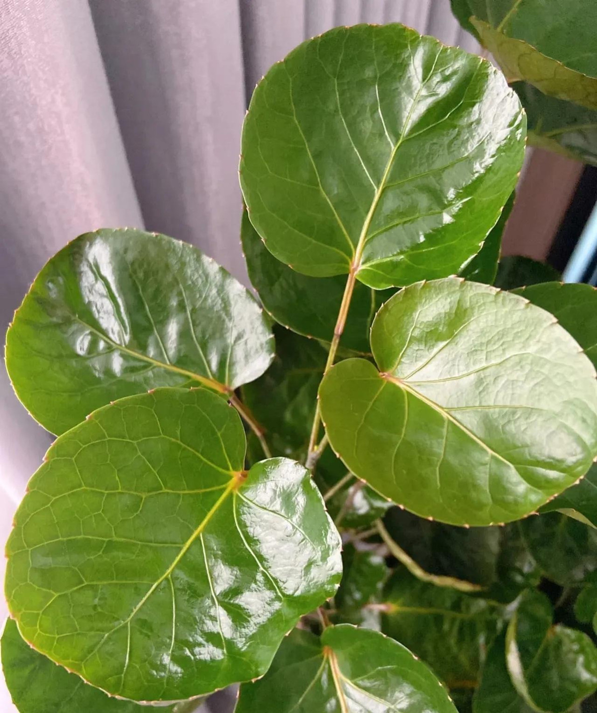  Cây cảnh này rất được nhiều người ưa chuộng trồng trong nhà, trong văn phòng để cầu tài lộc. Hình dáng cây đơn giản và trang nhã, lá to tròn có màu xanh tươi, có giá trị trang trí cao.