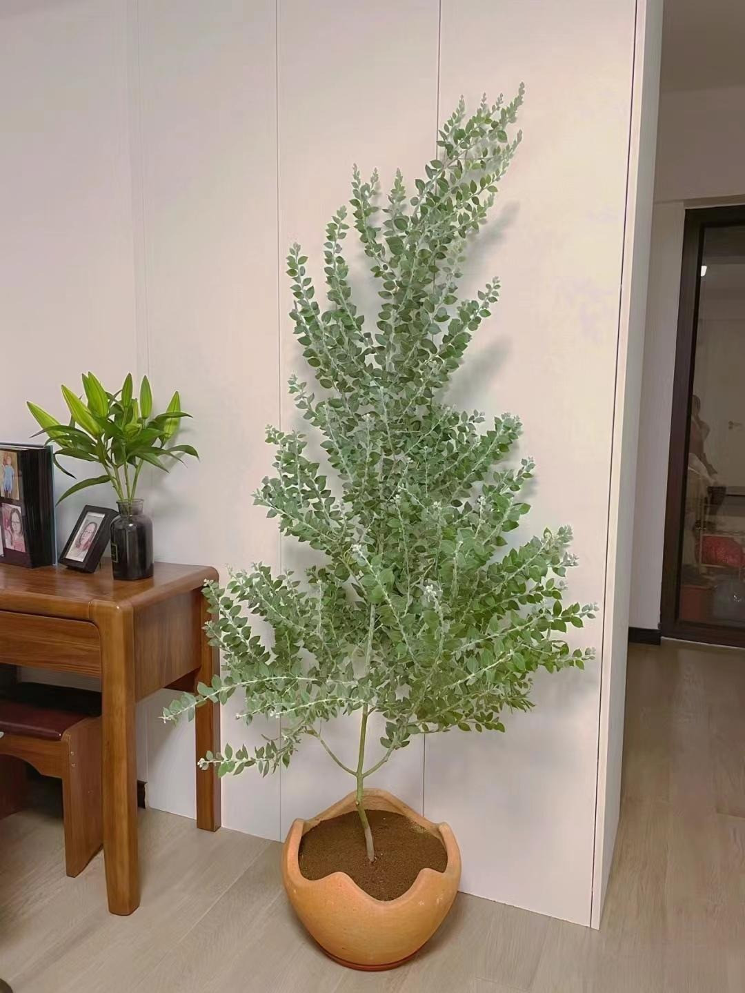  1. Cây Bạch đàn lá tròn: Bạch đàn lá tròn hay còn được gọi là cây đô la bạc, cây khuynh diệp, tên tiếng Anh là Silver dollar tree (có nghĩa là cây đô la bạc) , tên khoa học là Eucalyptus cinerea. Cây này có nguồn gốc từ Úc, New Guinea và Indonesia. 