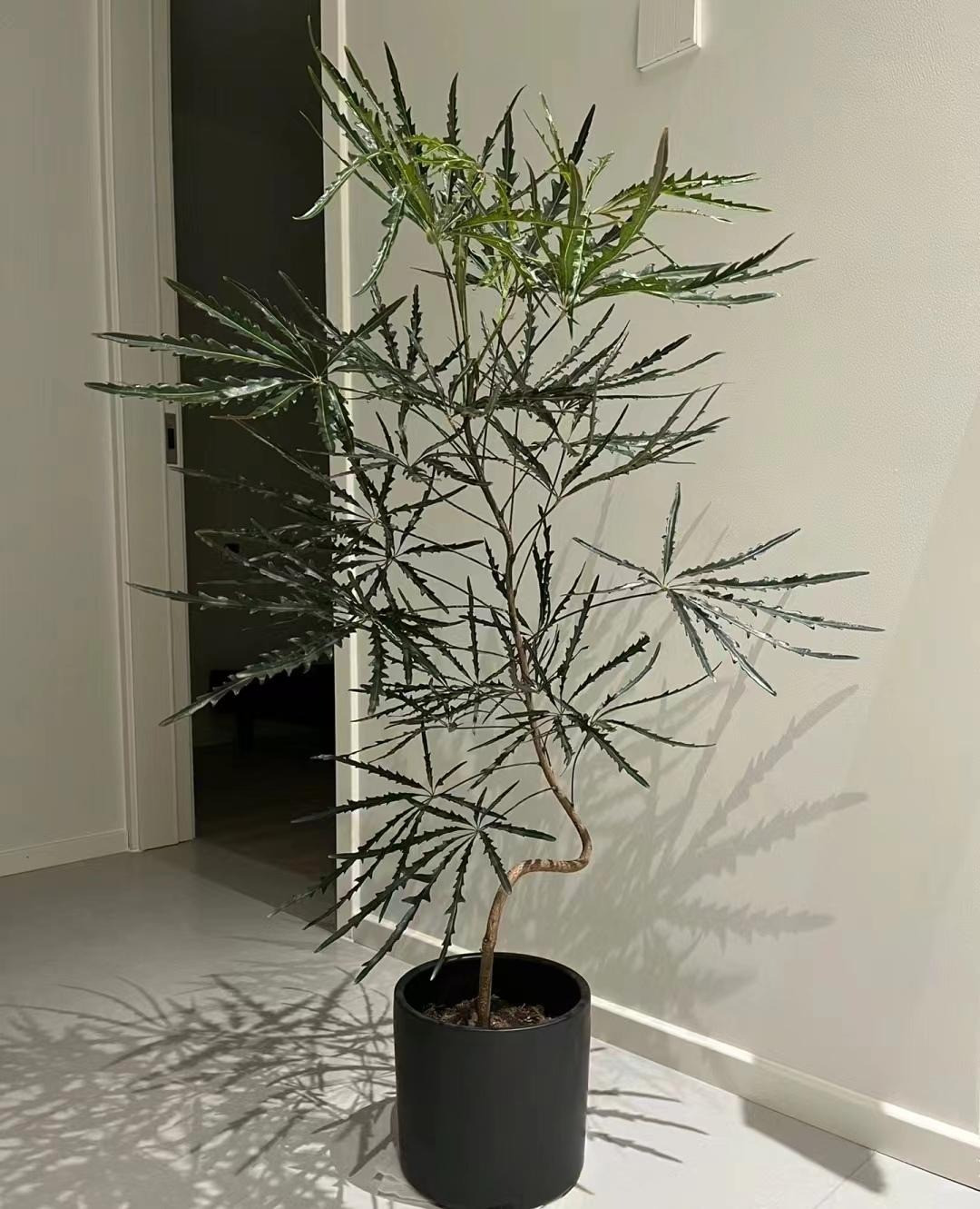  5. Cây Khổng tước: Cây cảnh khổng tước có tên khoa học là Dizygotheca Elegantissima thuộc họ Araliaceae. Trong số các loài thực vật, ít cây nào có thể sánh được với vẻ sang trọng và quý phái của khổng tước.