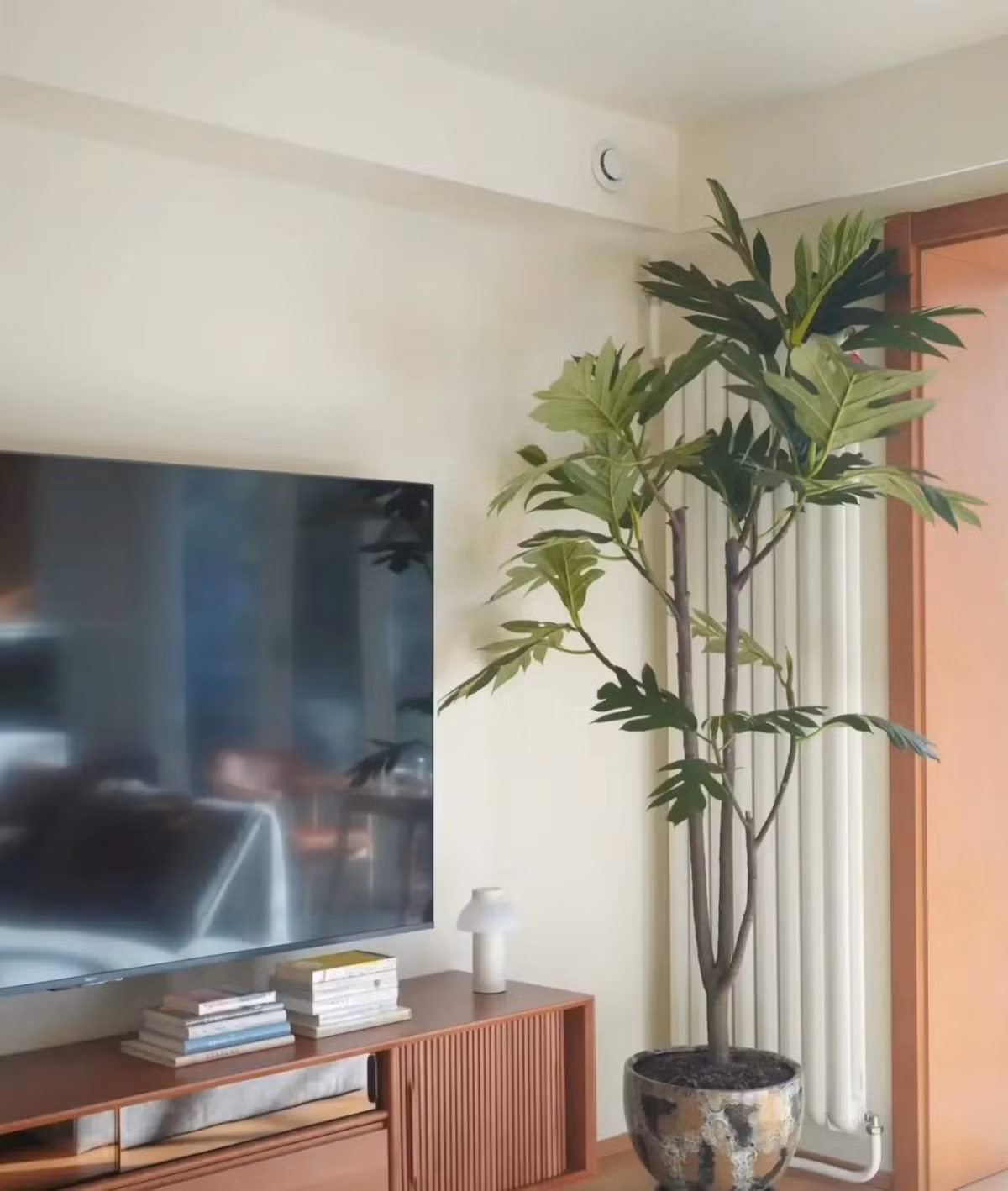  Cây sa kê là cây cảnh rất phổ biến trong hai năm trở lại đây và được mọi người yêu thích. Những chiếc lá ngoại cỡ mang lại cảm giác điêu khắc rất mạnh mẽ khi đặt trong nhà. Những chiếc lá to cũng có ý nghĩa thu hút tài lộc trong phong thủy.