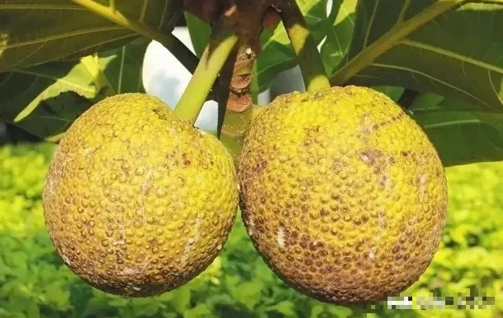 Hơn nữa, đây là cây lương thực, lá có thể dùng làm thuốc, càng có ý nghĩa mang lại sự no ấm, sức khỏe cho gia đình. Cây sa kê rất phù hợp để trồng trong phòng khách. 