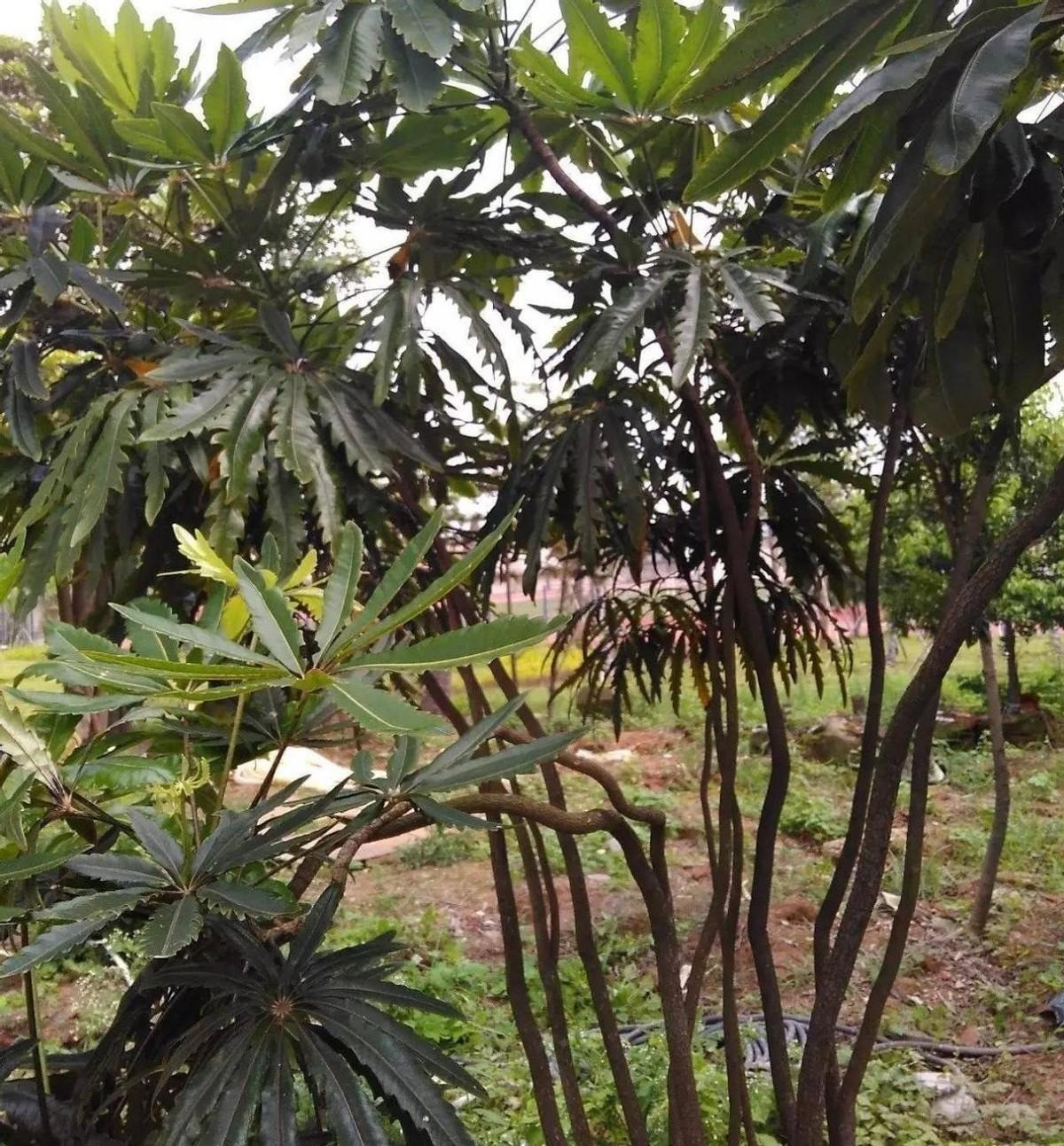  Ngôn ngữ của cây cảnh này là tích cực và gia đình hòa thuận. Cây cảnh này còn có ý nghĩa hạnh phúc, sức khỏe và cát tường. Nó còn có ý nghĩa tuyệt vời trong phong thủy.