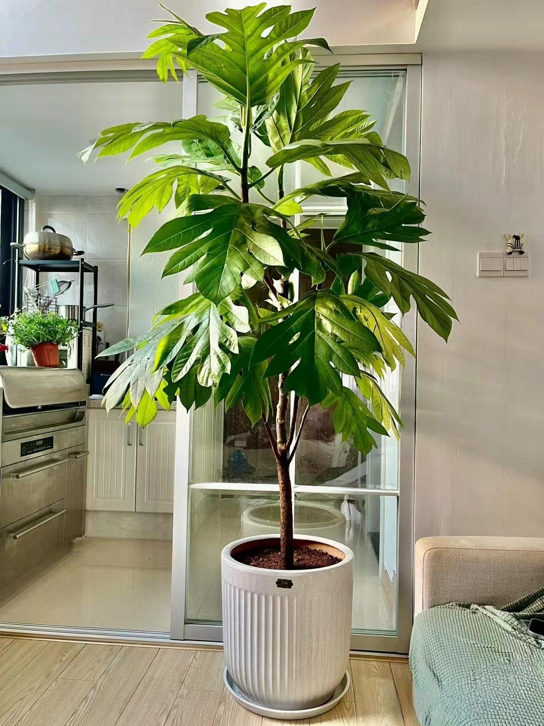  3. Cây sa kê: Cây sa kê hay còn gọi là cây bánh mì có tên khoa học là Artocarpus altilis, là một loài cây gỗ có hoa trong họ Dâu tằm (Moraceae), cùng họ hàng với cây mít. 