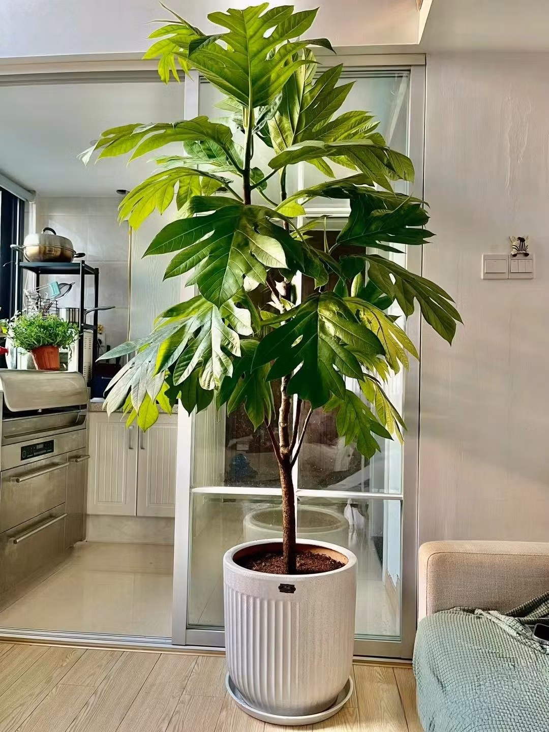  3. Cây sa kê: Cây sa kê hay còn gọi là cây bánh mì có tên khoa học là Artocarpus altilis, là một loài cây gỗ có hoa trong họ Dâu tằm (Moraceae), cùng họ hàng với cây mít. 